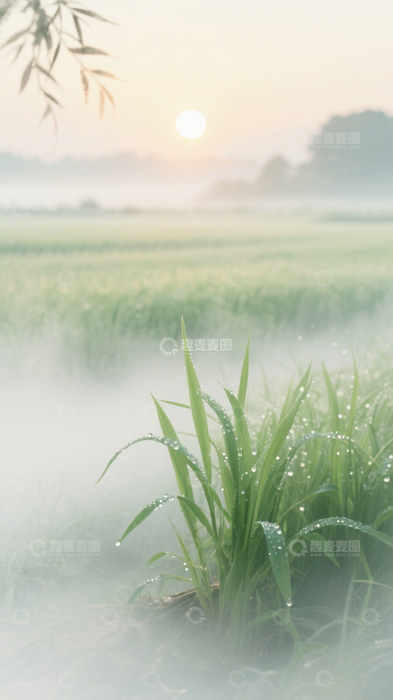 高清大图下载【趣麦麦图】清新晨雾稻田3