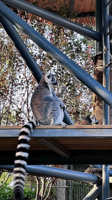 环尾狐猴自然动物园摄影