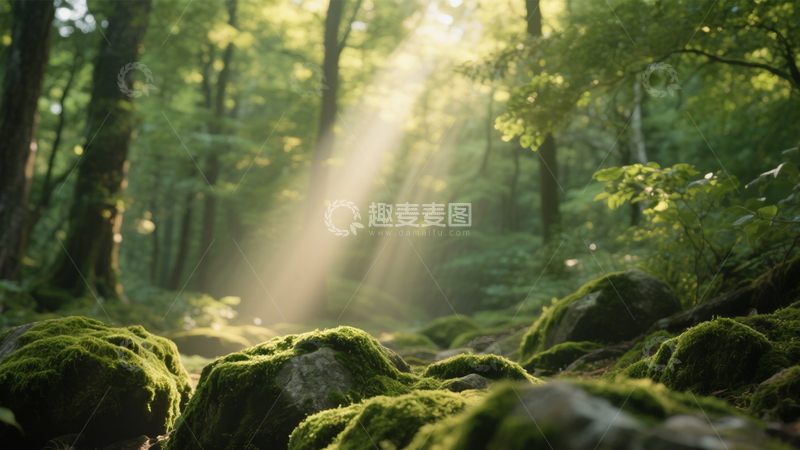 高清大图下载【趣麦麦图】森林苔藓阳光秘境3