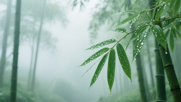 竹林雨景水滴雅韵4