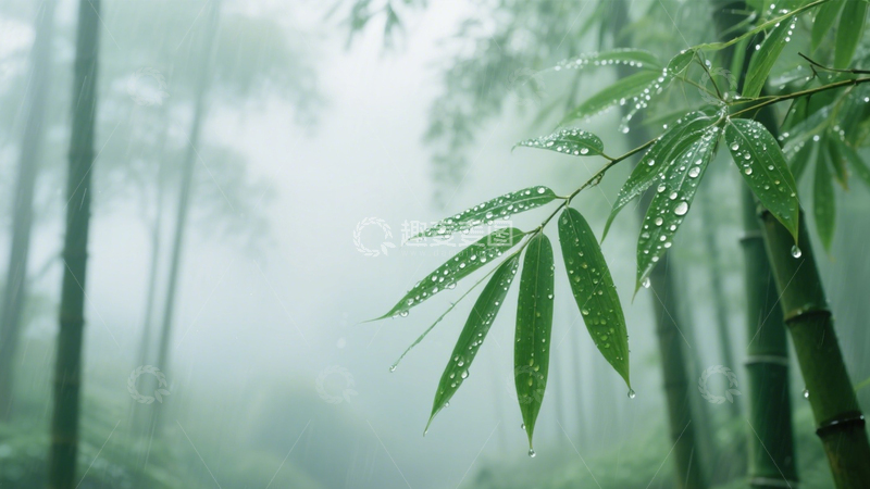 高清大图下载【趣麦麦图】竹林雨景水滴雅韵4