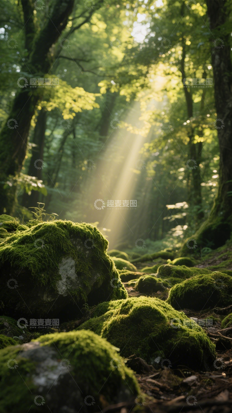 高清大图下载【趣麦麦图】森林苔藓阳光秘境1