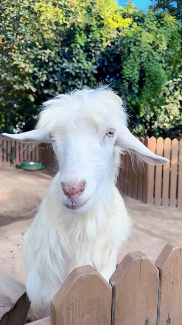 小羊自然动物园摄影