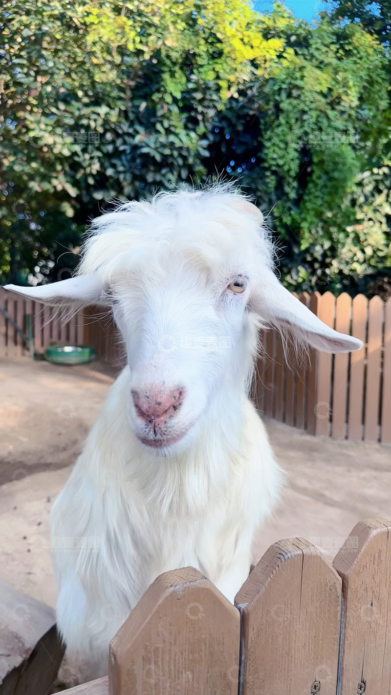 小羊自然动物园摄影