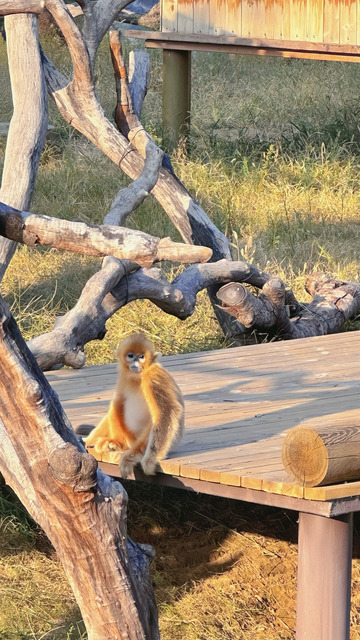 金丝猴自然动物园摄影