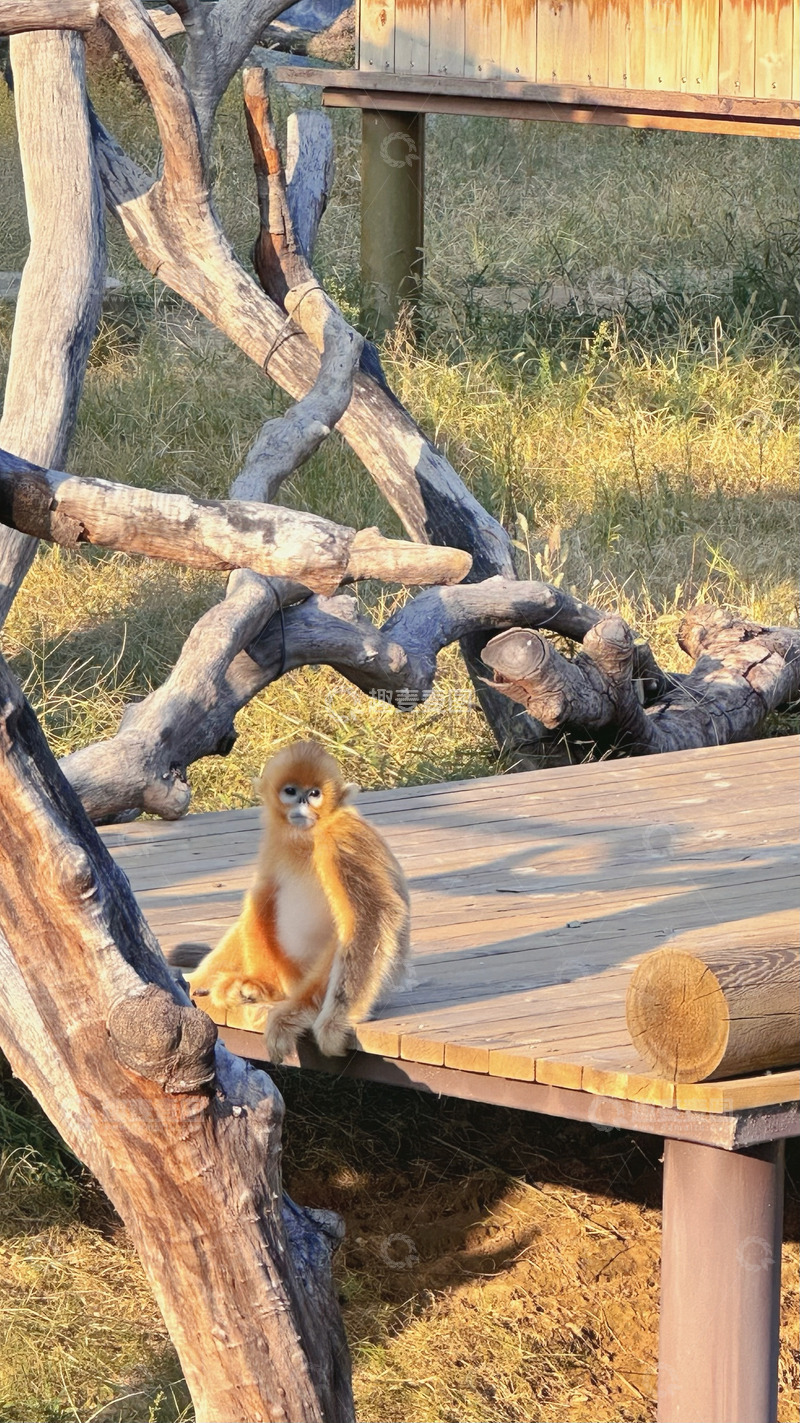 高清大图下载【趣麦麦图】金丝猴自然动物园摄影