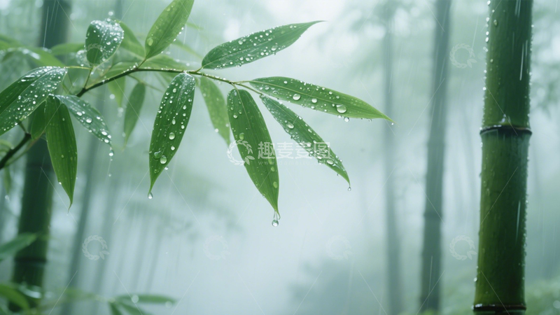 高清大图下载【趣麦麦图】竹林雨景水滴雅韵3