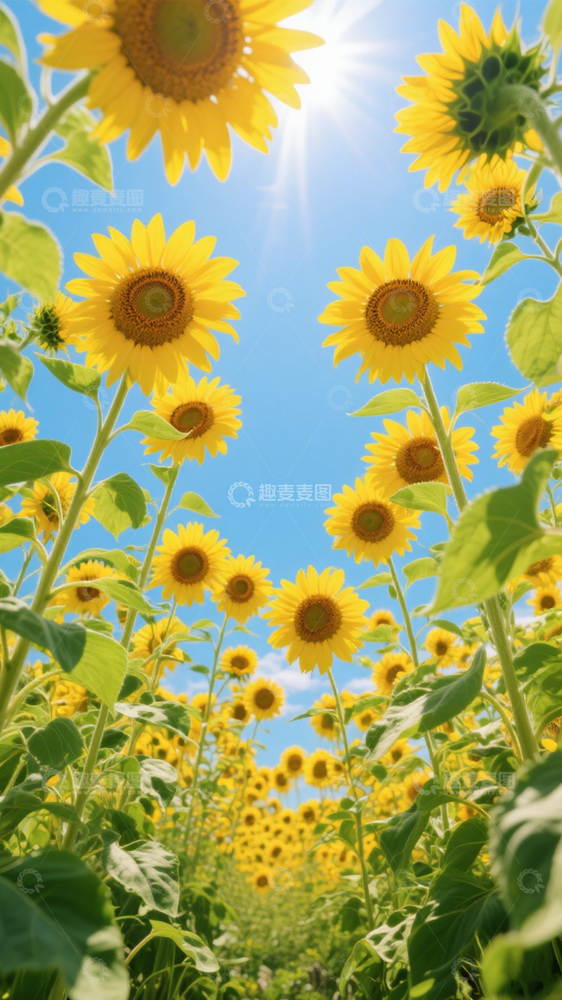 高清大图下载【趣麦麦图】向日葵田阳光胜景2