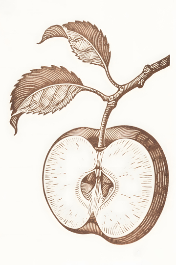 苹果素描插画2
