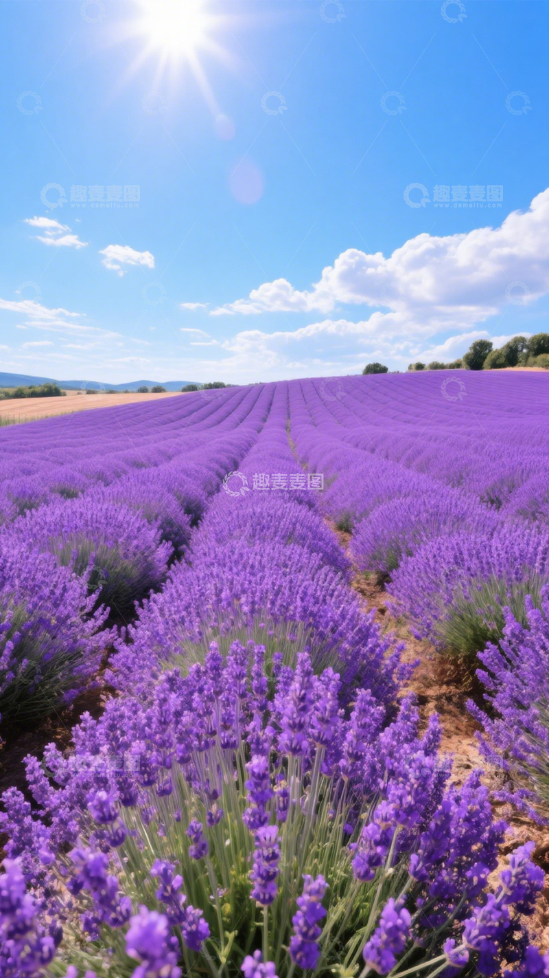 高清大图下载【趣麦麦图】薰衣草田浪漫风光1