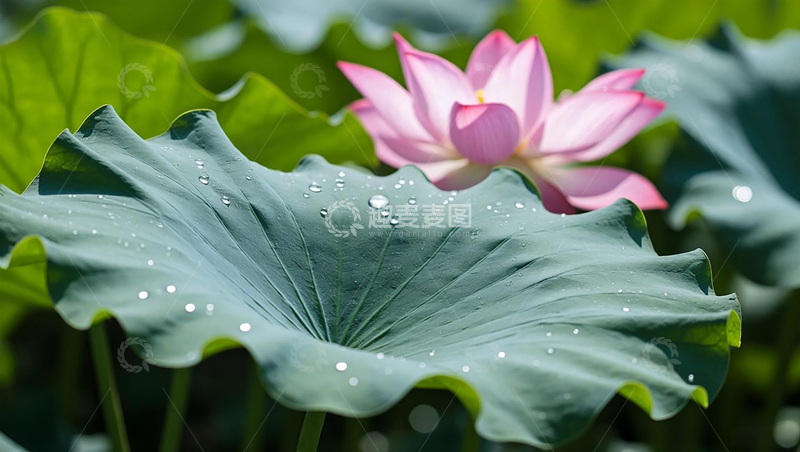 高清大图下载【趣麦麦图】夏日雨后荷叶荷花