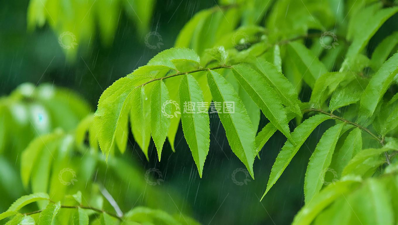 高清大图下载【趣麦麦图】雨中绿叶护眼壁纸