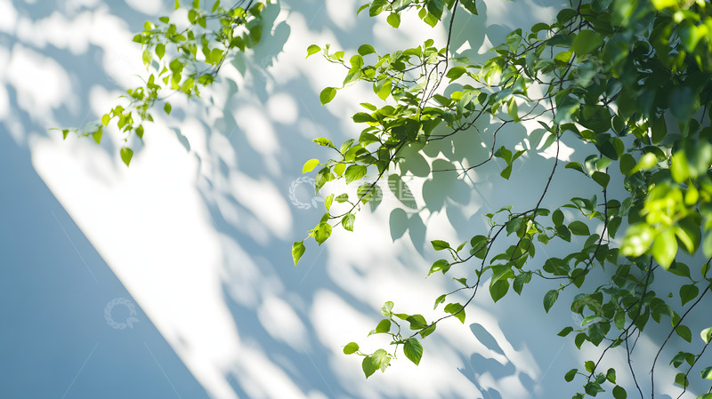 高清大图下载【趣麦麦图】阳光下的绿色枝叶2