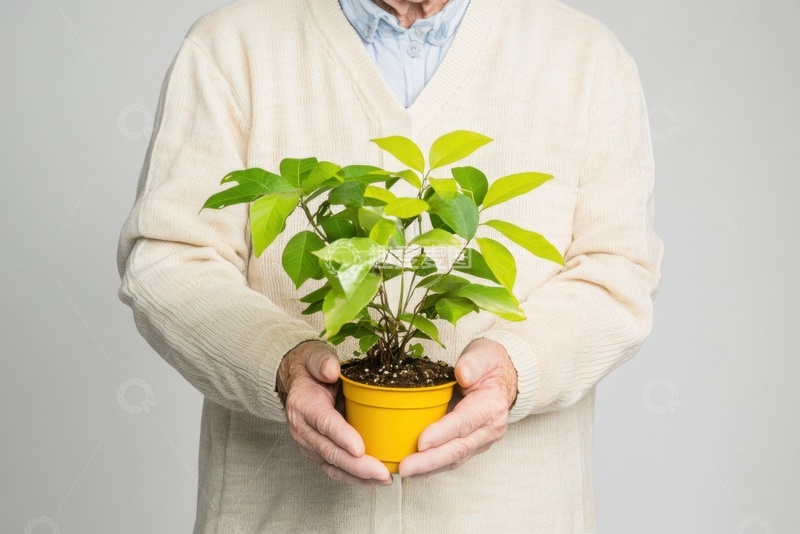 高清大图下载【趣麦麦图】捧着一盆绿植的老人