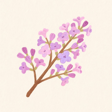 卡通水彩手绘丁香花素材1