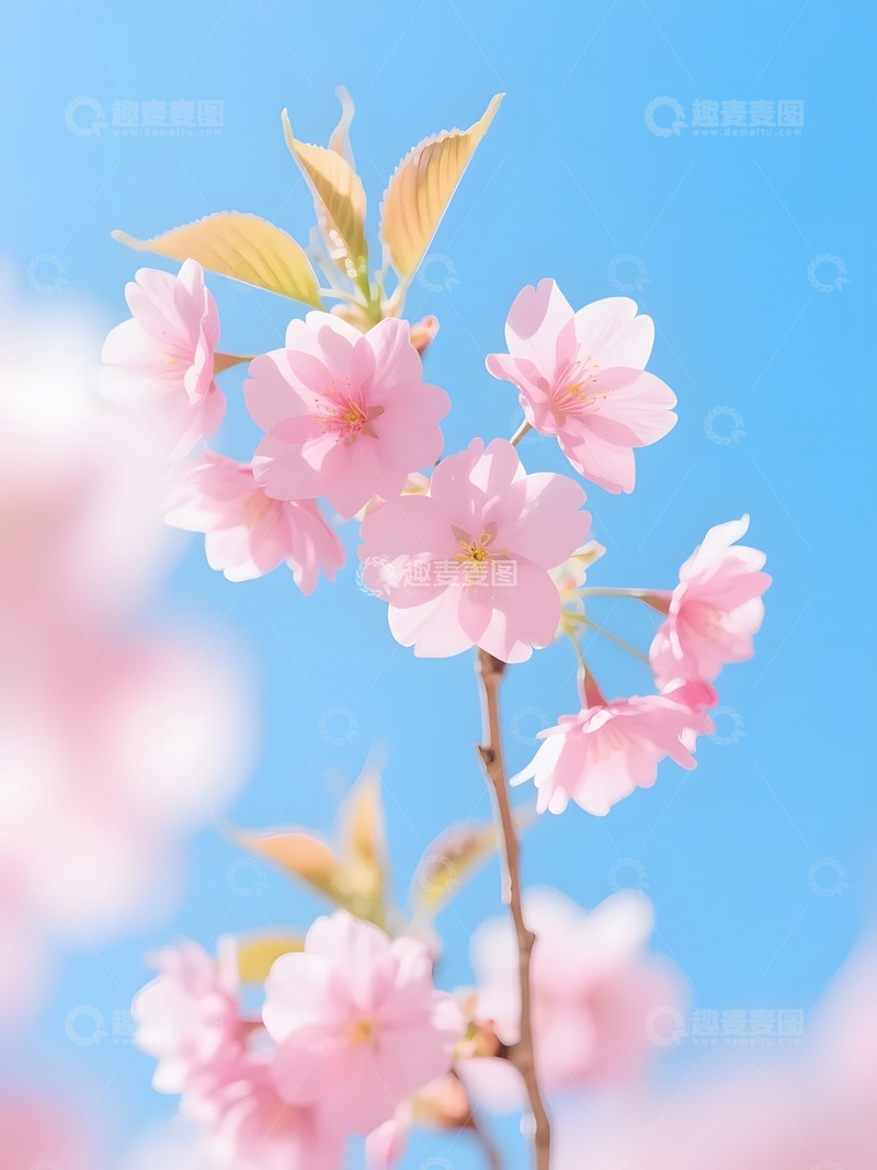 高清大图下载【趣麦麦图】粉樱映蓝天的春日景4