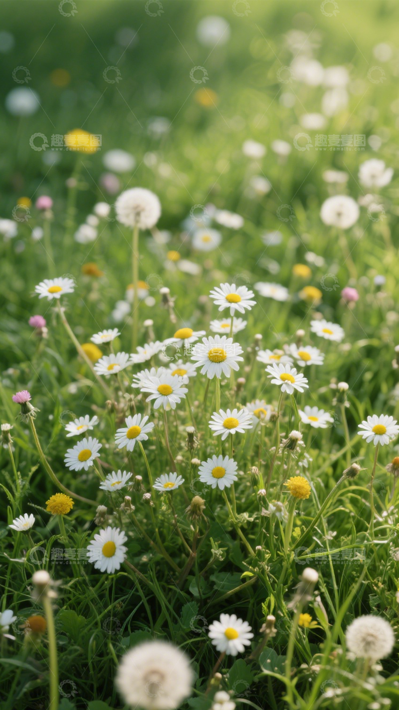 高清大图下载【趣麦麦图】田园雏菊花海印象2