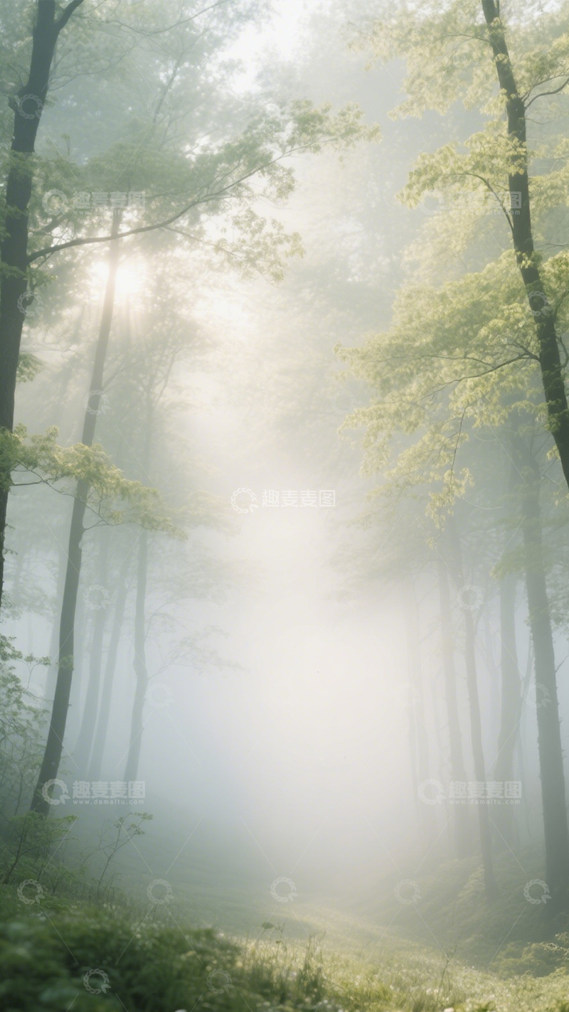 高清大图下载【趣麦麦图】雾林阳光森林景1