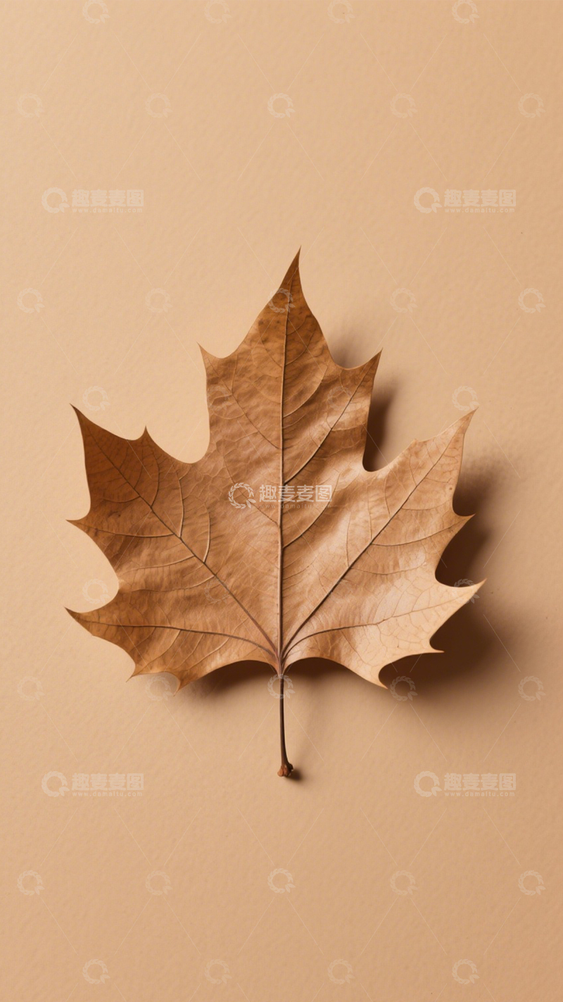 高清大图下载【趣麦麦图】枯叶特写自然景2
