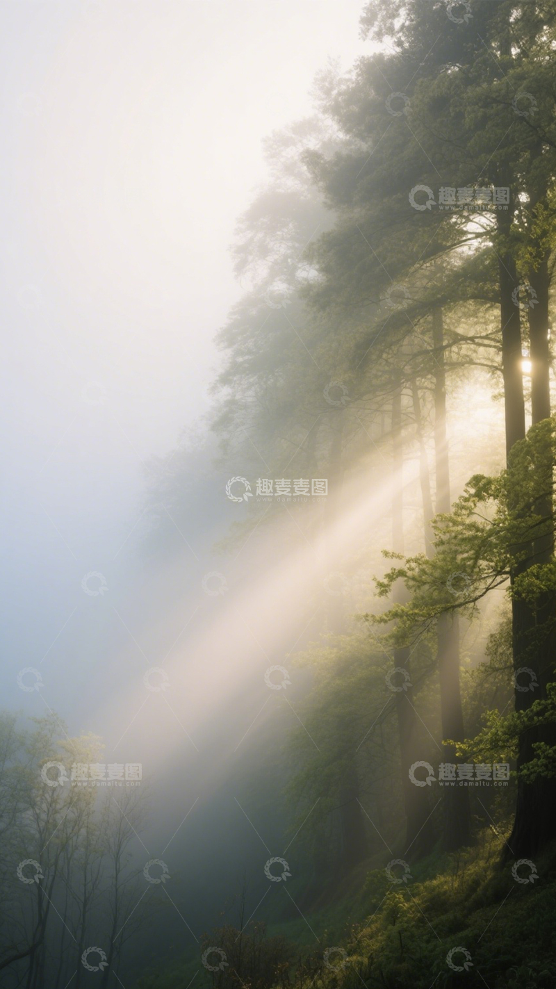 高清大图下载【趣麦麦图】雾林阳光森林景2
