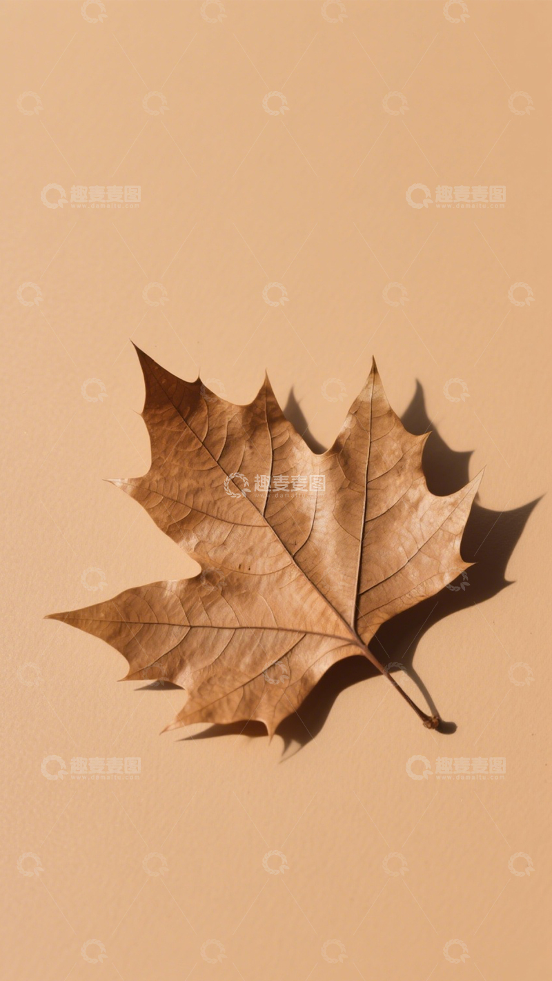 高清大图下载【趣麦麦图】枯叶特写自然景1