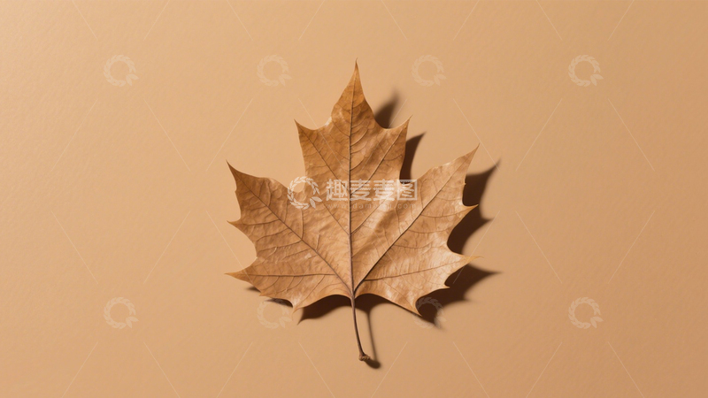 高清大图下载【趣麦麦图】枯叶特写自然景4