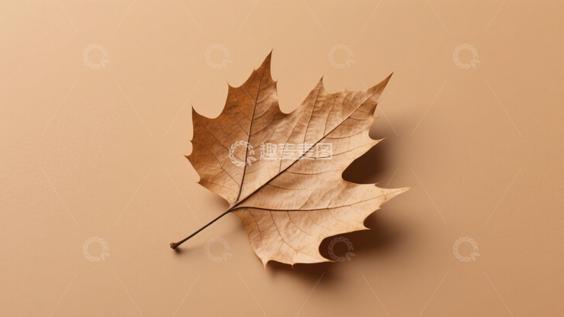 高清大图下载【趣麦麦图】枯叶特写自然景3