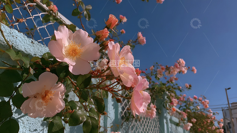 高清大图下载【趣麦麦图】住宅前的繁花3