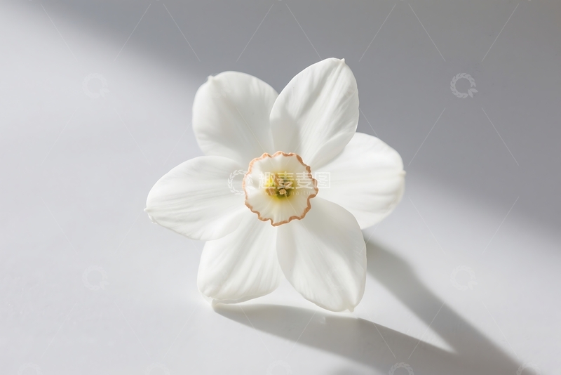 高清大图下载【趣麦麦图】白色花朵的特写 