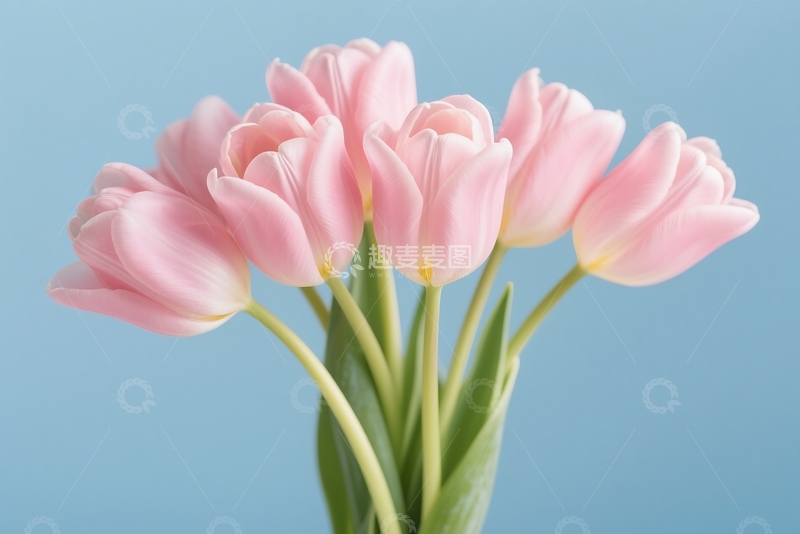 高清大图下载【趣麦麦图】春季花卉横幅，平面花朵 