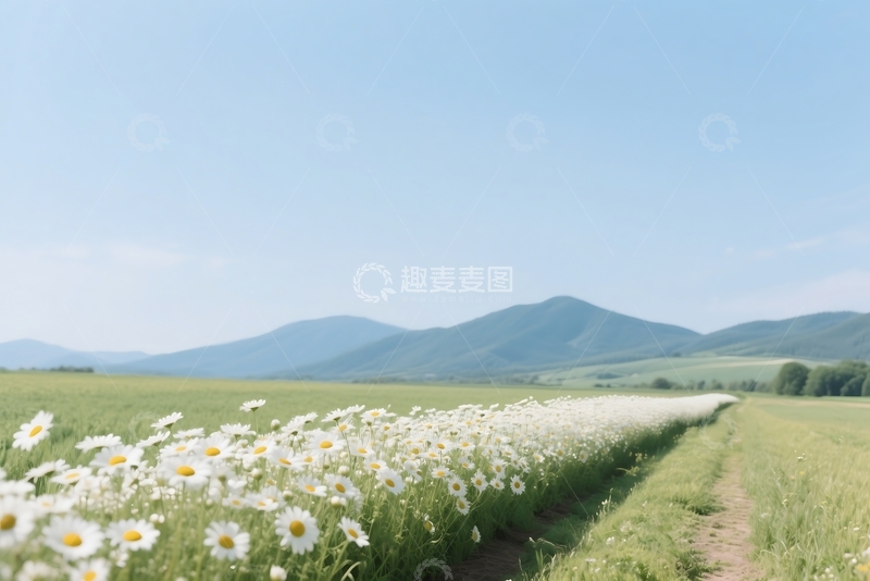 高清大图下载【趣麦麦图】白色雏菊盛开在田野里 