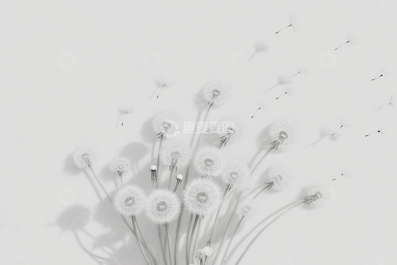 高清大图下载【趣麦麦图】白色的蒲公英 
