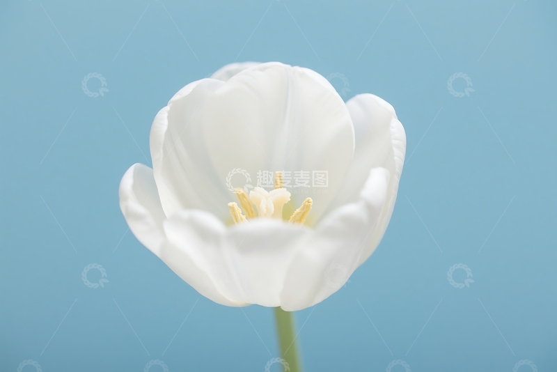 高清大图下载【趣麦麦图】春季花卉植物卡片 