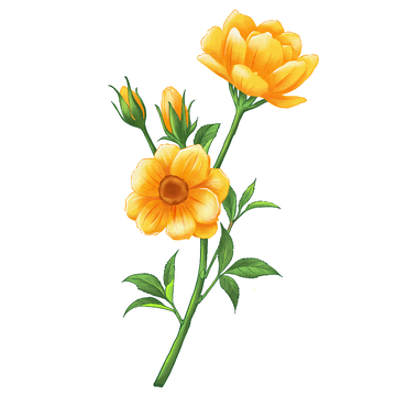 水彩风黄色花插画