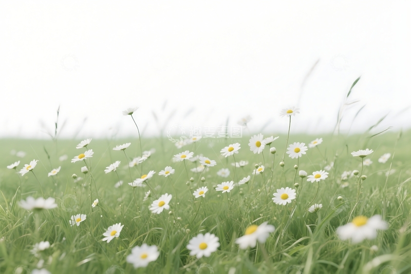 高清大图下载【趣麦麦图】白色的野生洋甘菊花 