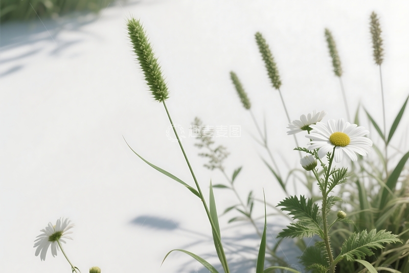 高清大图下载【趣麦麦图】白花绿麒麟草 