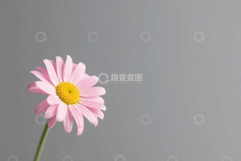 高清大图下载【趣麦麦图】雏菊 - 极简和简单的轮廓 