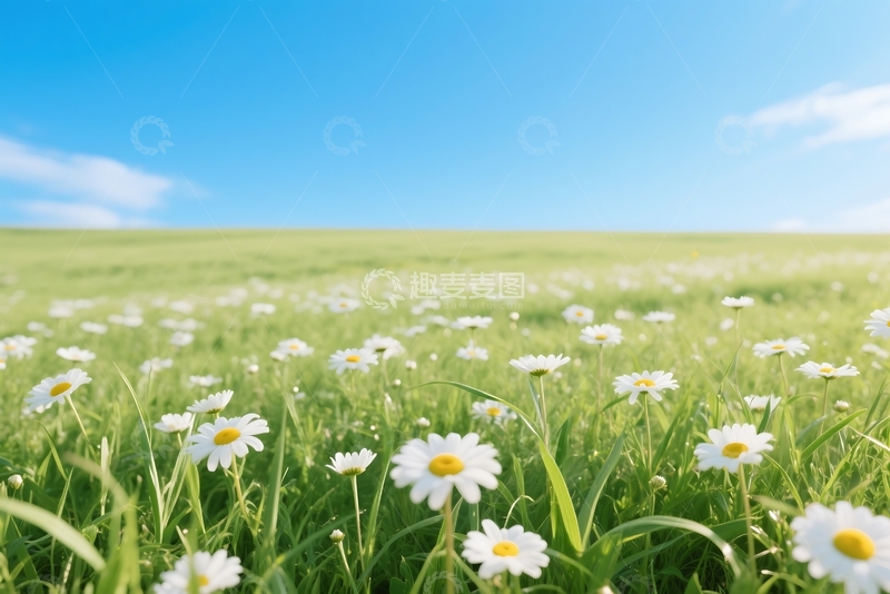 高清大图下载【趣麦麦图】草地的甘菊映衬着蓝天 