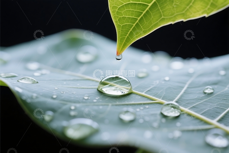 高清大图下载【趣麦麦图】大叶子表面的雨滴特写 