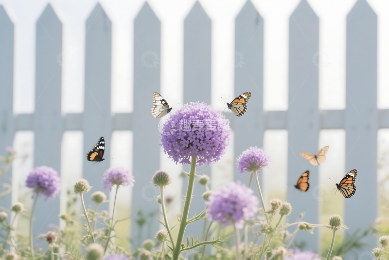 高清大图下载【趣麦麦图】大片的野花 