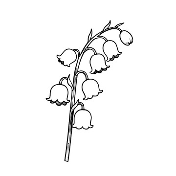 铃兰花手绘线稿系列