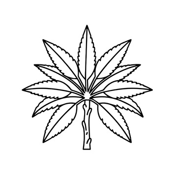 手绘棕榈树线稿图案