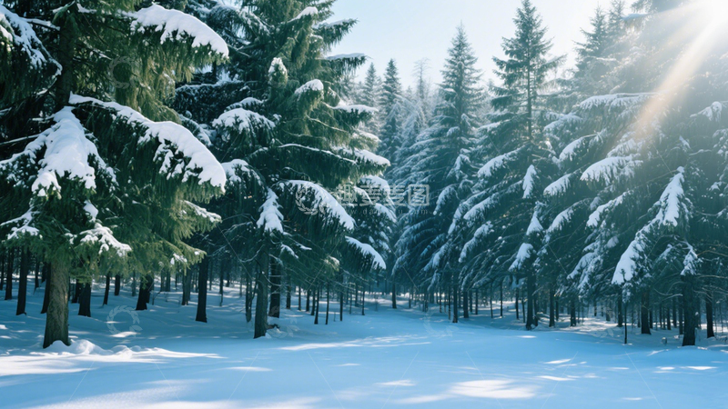 高清大图下载【趣麦麦图】雪林阳光冬日美景