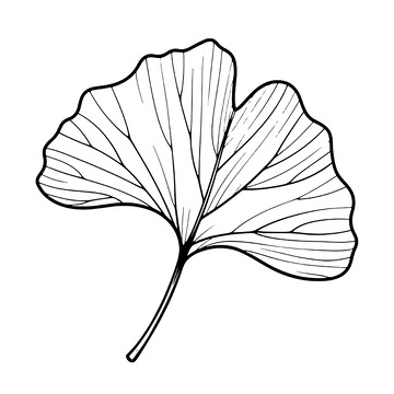 手绘银杏叶植物标识