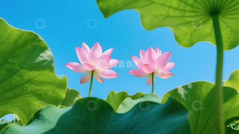 高清大图下载【趣麦麦图】荷间粉蕊的清新夏景2