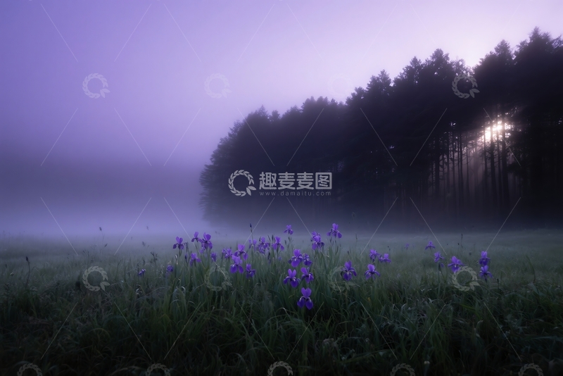 高清大图下载【趣麦麦图】多雾的草地上开着紫色的花 