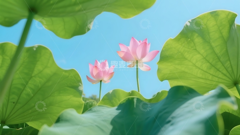 高清大图下载【趣麦麦图】荷间粉蕊的清新夏景