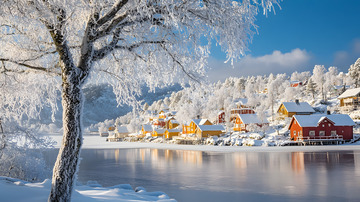 被白雪覆盖的大树冬景2