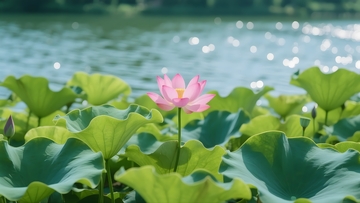 湖塘粉荷的清新景致2