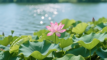 湖塘粉荷的清新景致